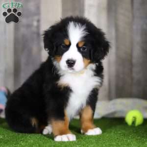 Chuck, Bernese Mountain Dog Puppy